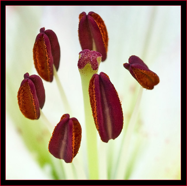 Floating flower pistil