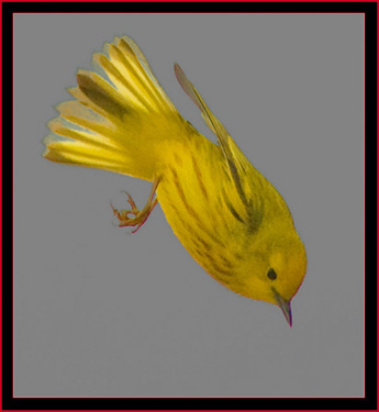 Yellow Warbler