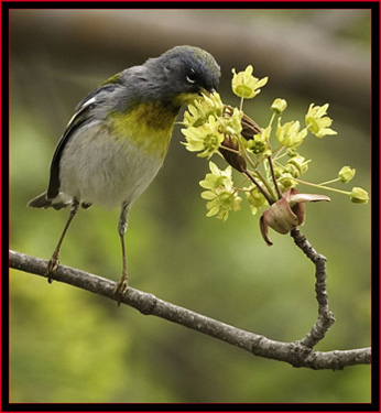 Northern Parula