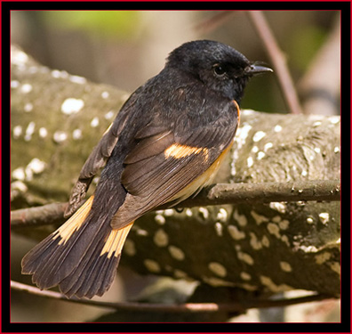 American Redstart