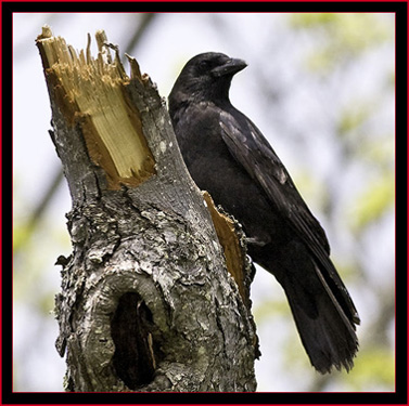 American Crow