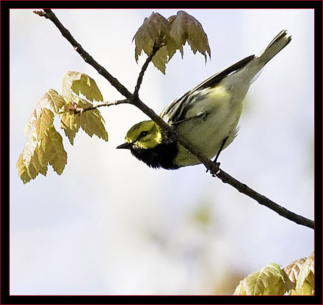 Black-throated Green Warbler