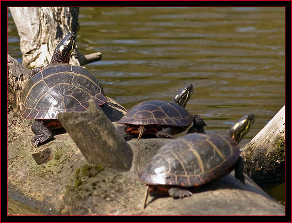 Turtles in the sun