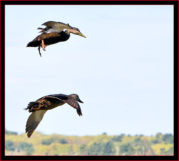 Top - Male American Black Duck & female Mallard landing