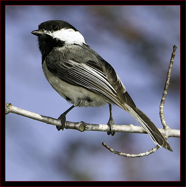 Black-capped Chickadee