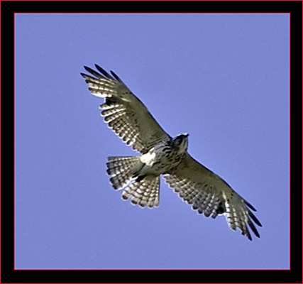 Red-tailed Hawk flyby