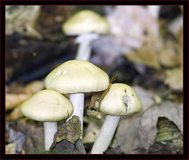Mushroom grouping