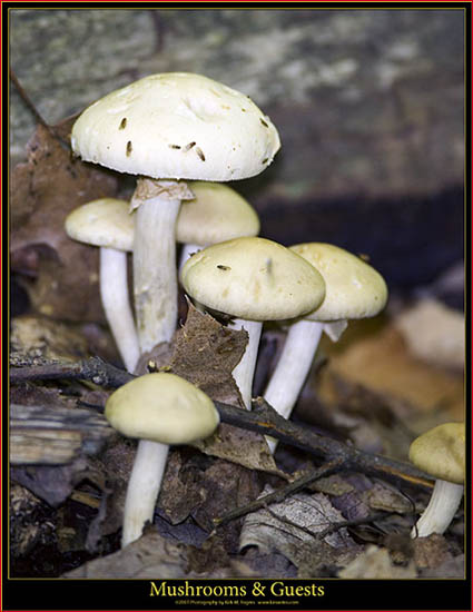 Mushroom group