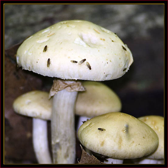 Flies on mushroom