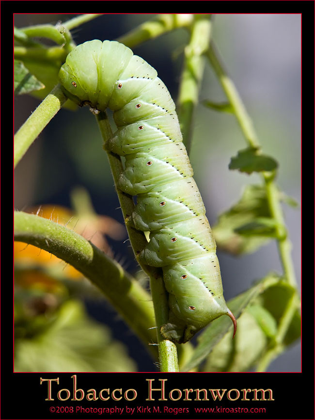 Tobacco Hornworm