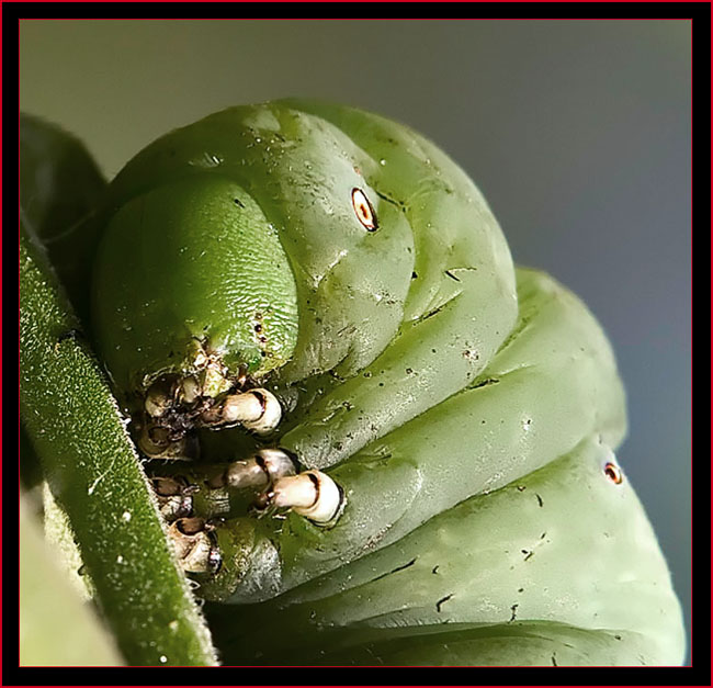 Tobacco Hornworm