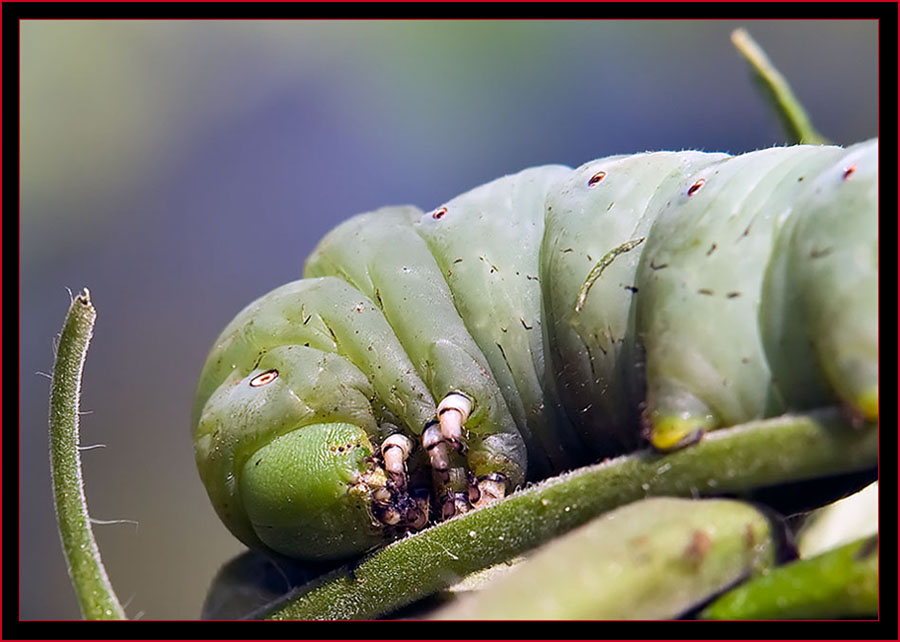 Tobacco Hornworm