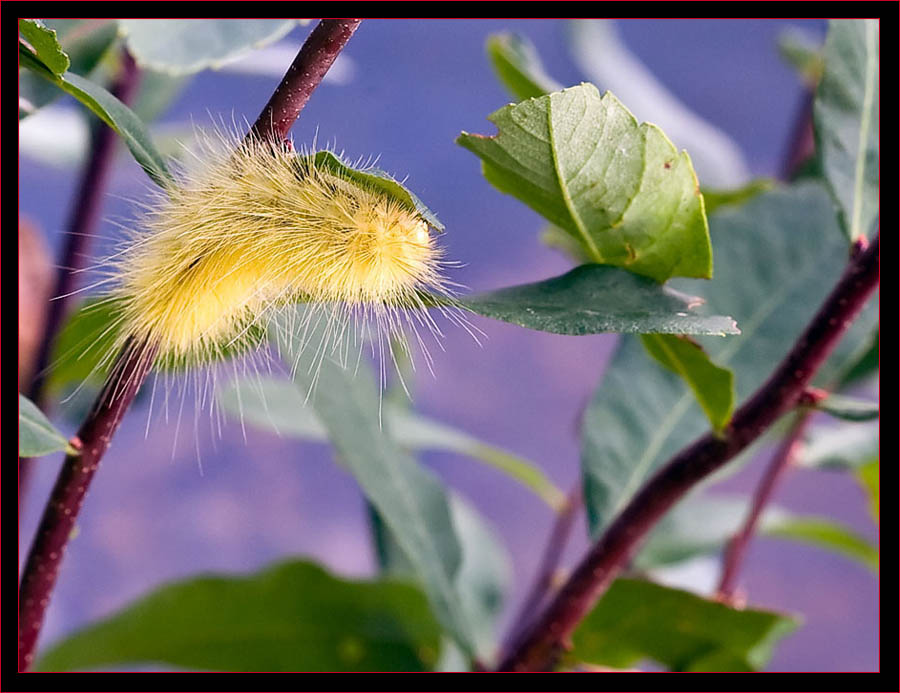 Yellow Bear Caterpillar