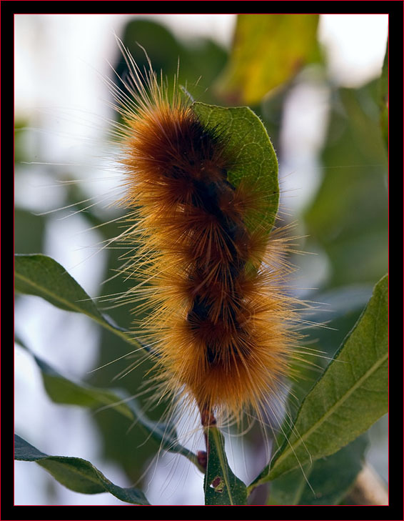 Yellow Bear Caterpillar