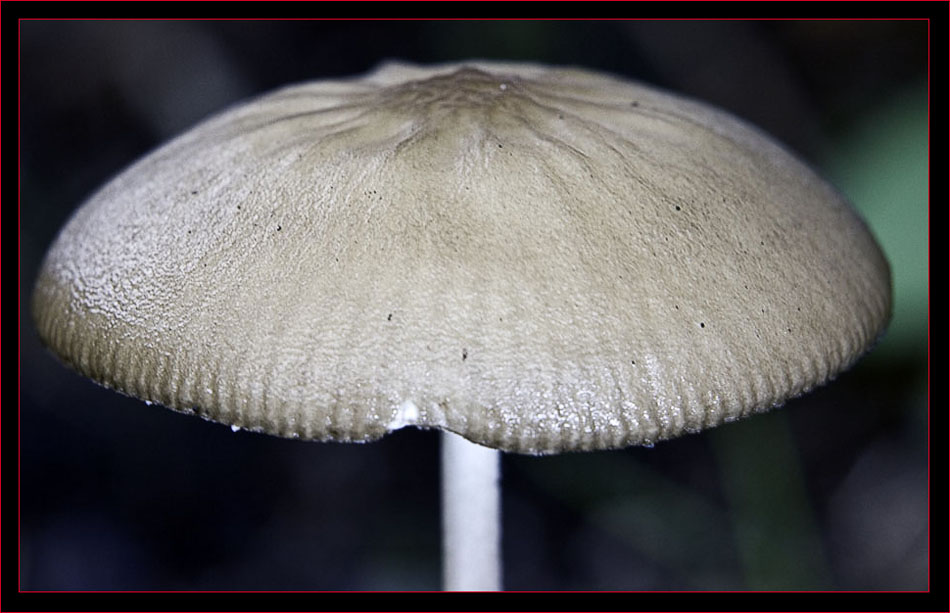 Mushroom cap