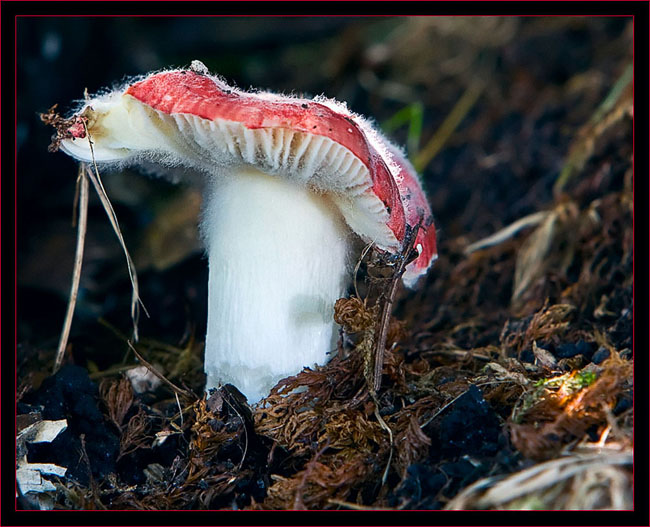 Emetic Russula Mushroom