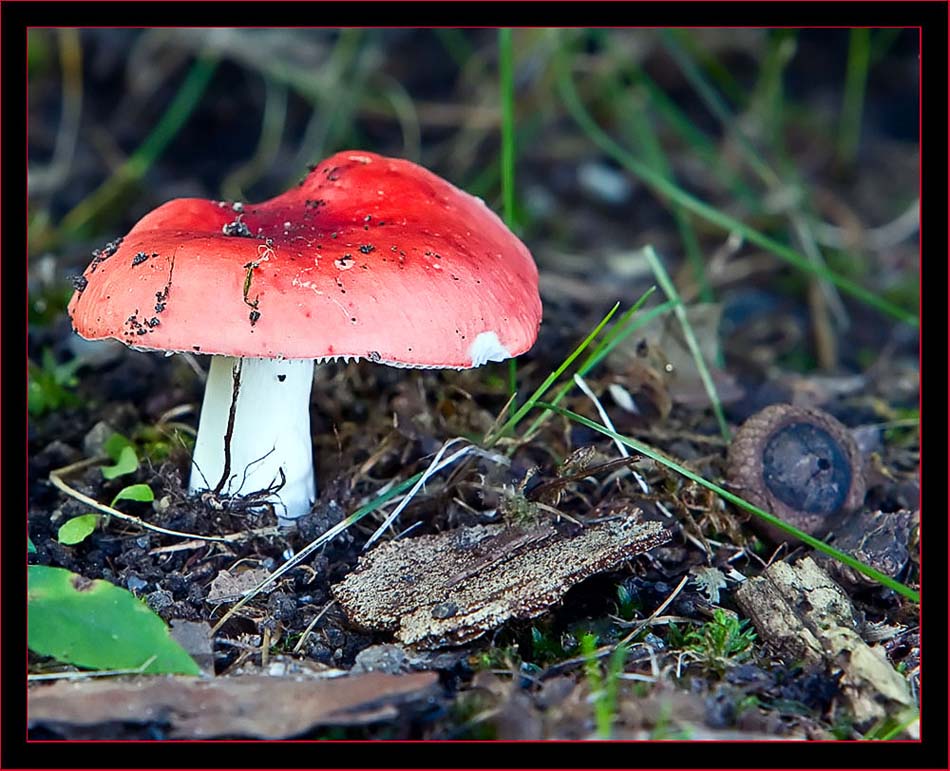 Emetic Russula Mushroom scene