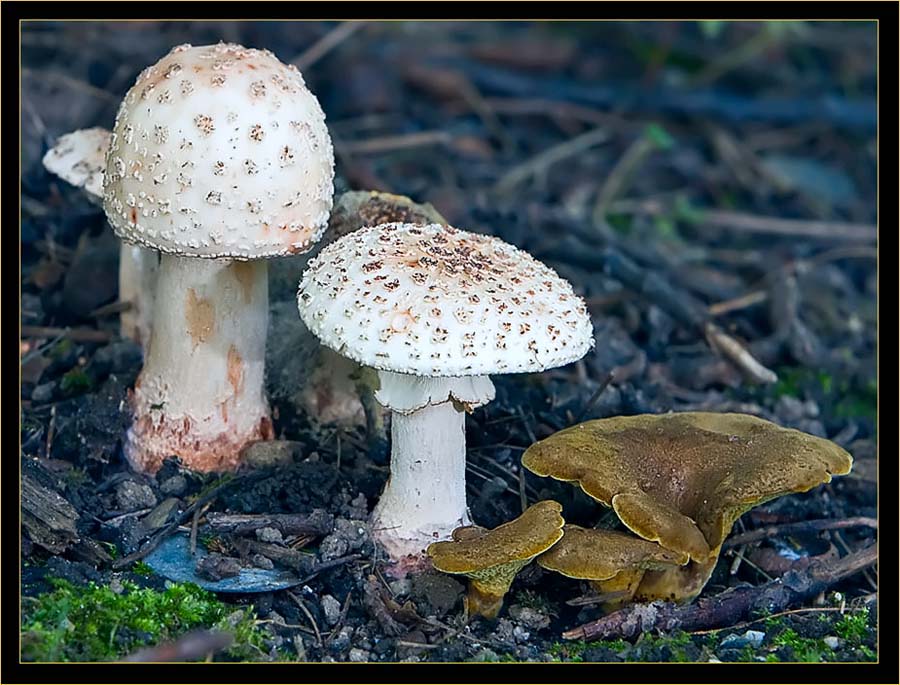 Amanita and the common Ash-tree Bolete