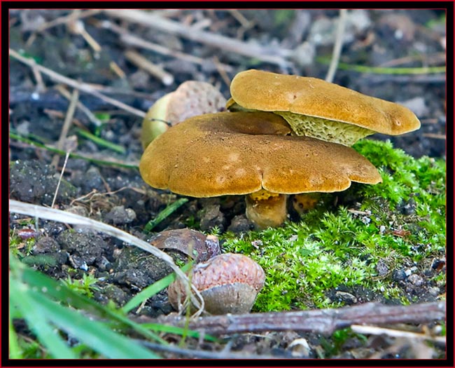 Mushroom View