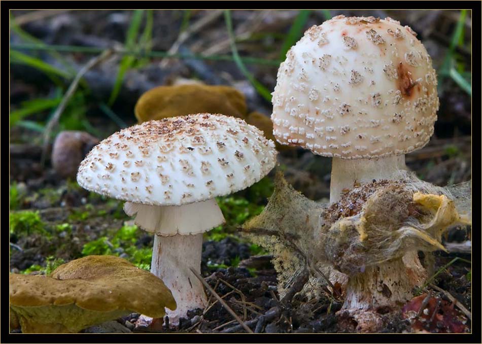 common Ash-tree Bolete & Amanita mushrooms