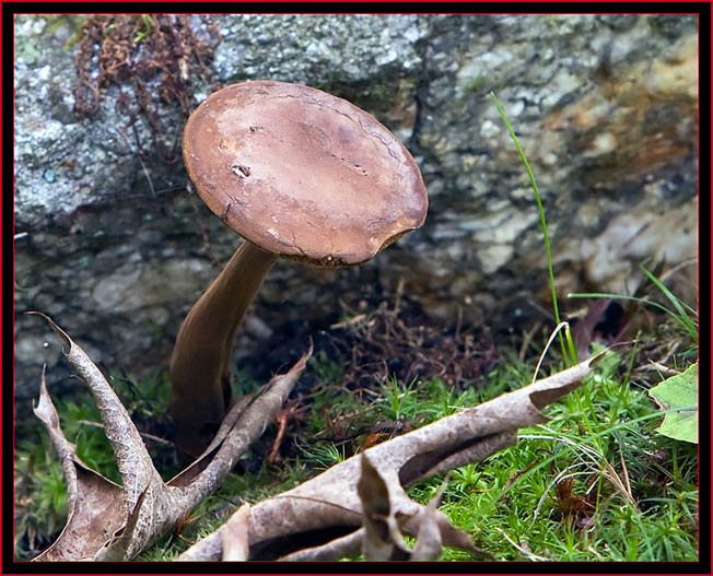 Mushroom view