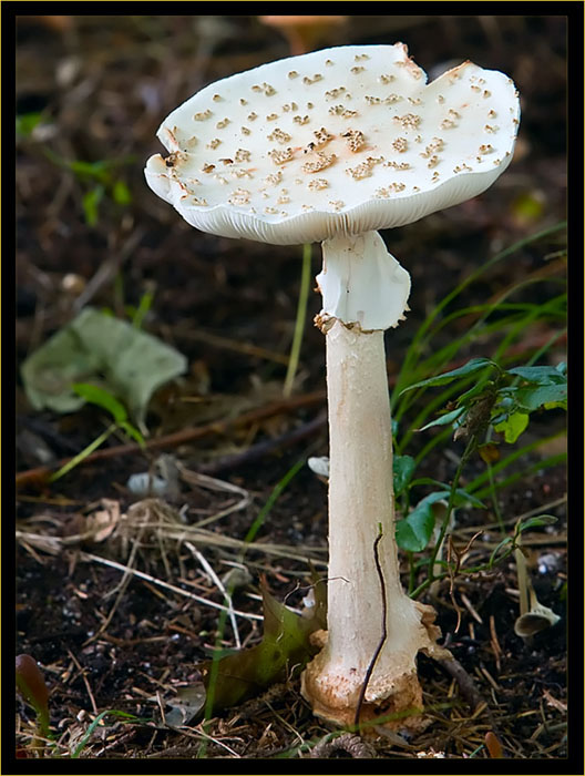 Amanita Mushroom