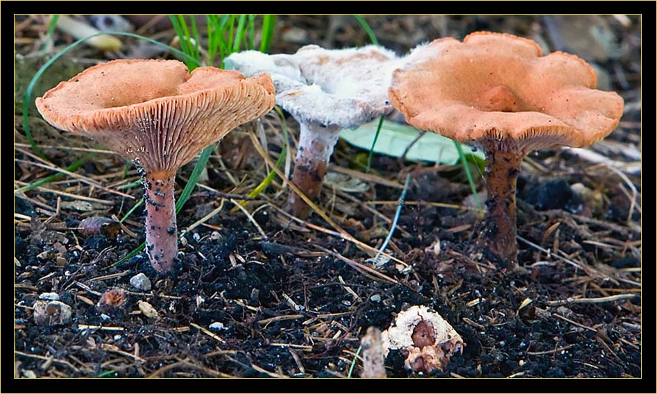 Gilled mushroom structure