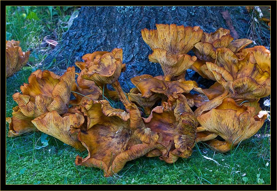 Fungi spread at base of tree