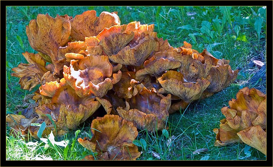 Fungi spread at base of tree
