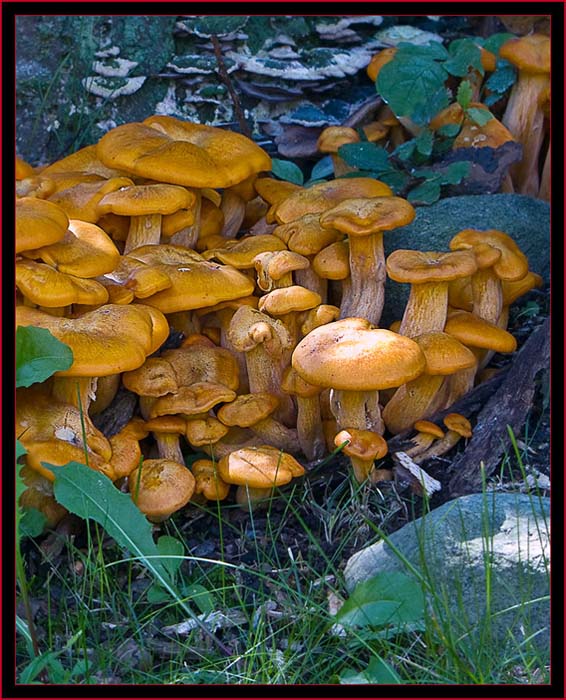 Jack O'Lantern Mushrooms 