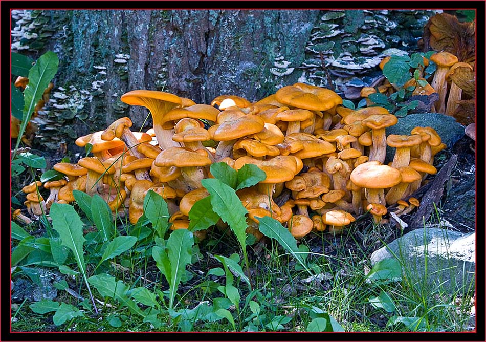 Jack O'Lantern Mushrooms (Omphalotus illudens)