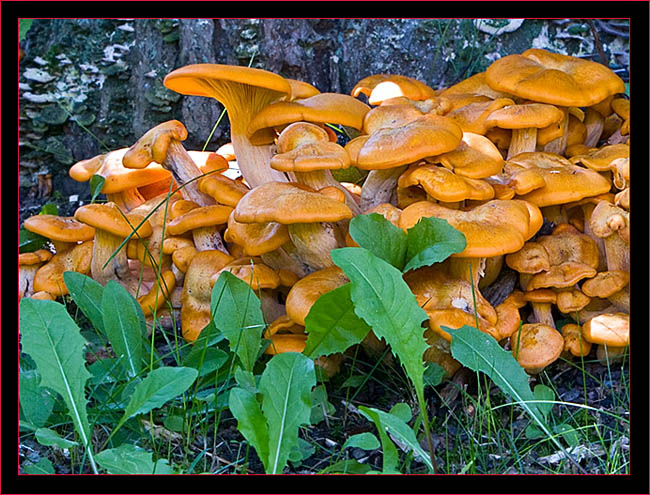 Jack O'Lantern Mushrooms 