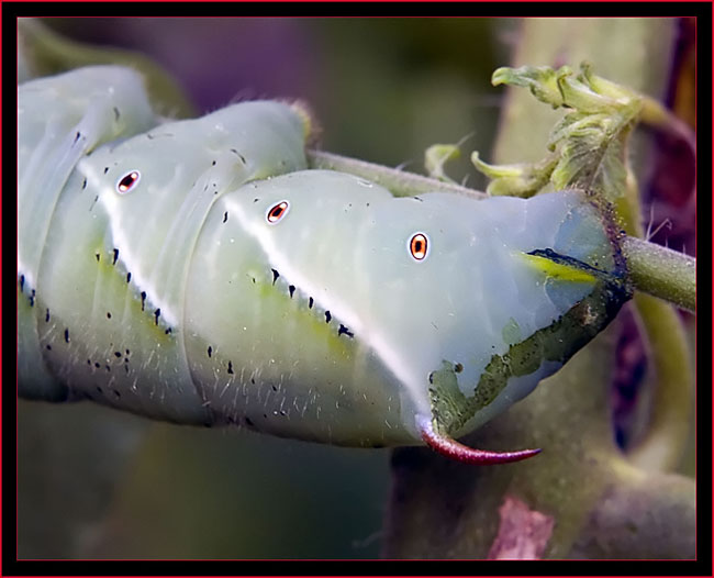 Tobacco Hornworm