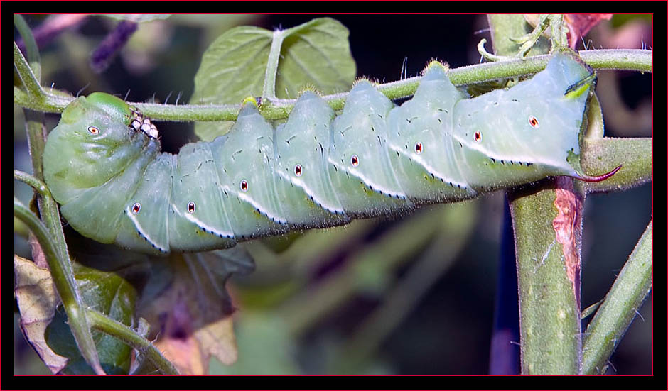 Tobacco Hornworm