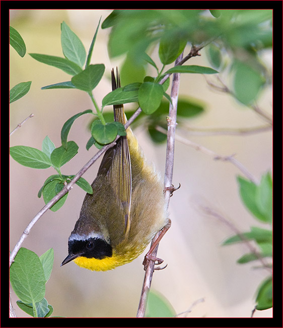 Common Yellowthroat