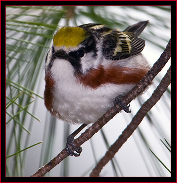 Chestnut-sided Warbler