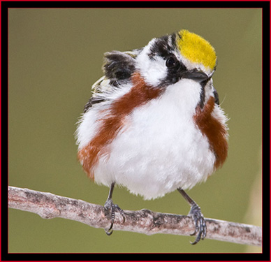 Chestnut-sided Warbler