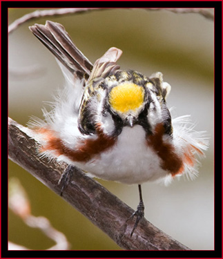 Chestnut-sided Warbler