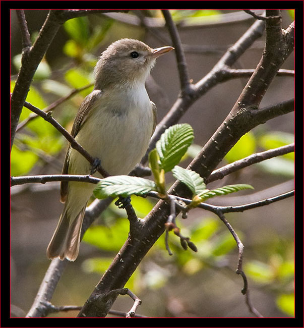 Warbling Vireo