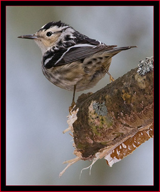 Black & White Warbler