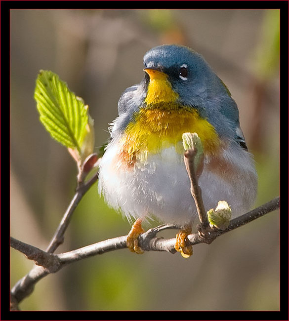 Northern Parula