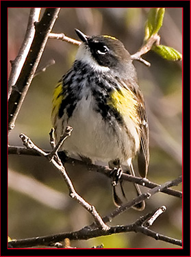 Yellow-rumped Warbler