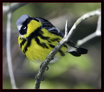 Magnolia Warbler