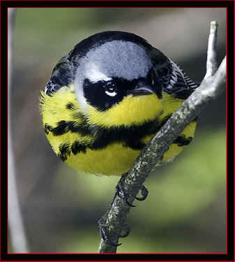 Magnolia Warbler