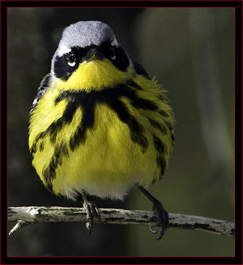 Magnolia Warbler