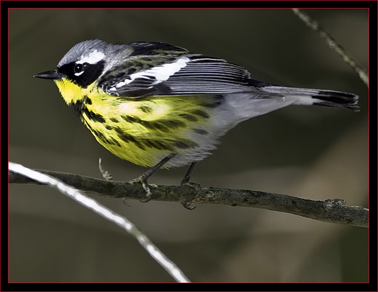 Magnolia Warbler