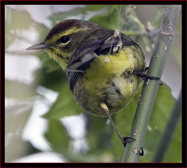 Palm Warbler