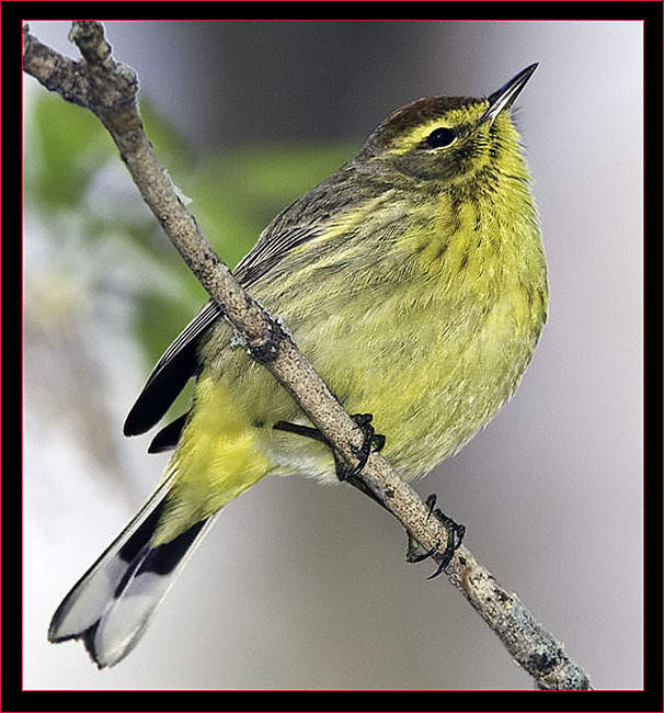 Palm Warbler