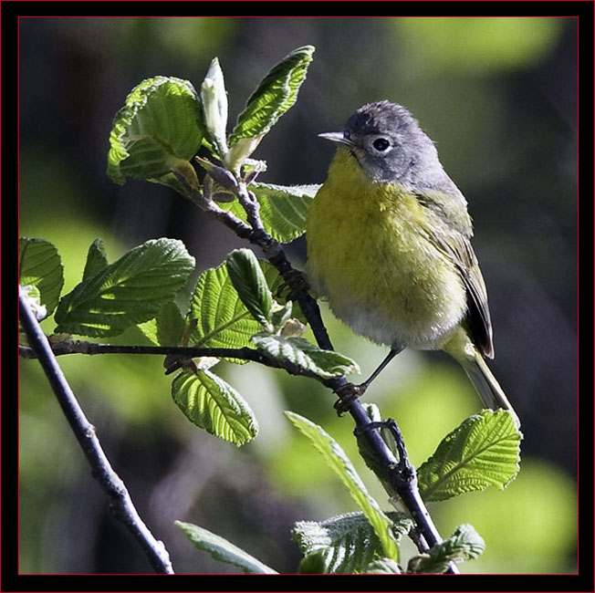 Nasville Warbler