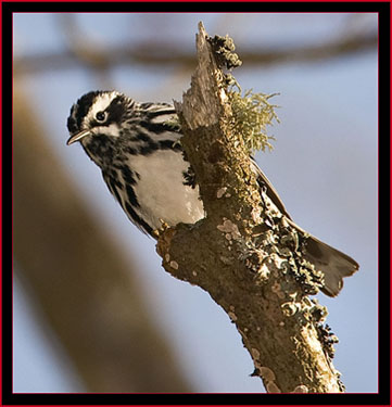 Black & White Warbler